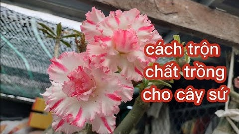 cách trộn chất trồng cho cây sứ cần lưu ý @UCTHUBonsaiCanTho