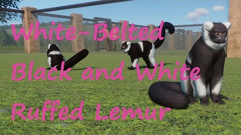 White Belted Black and White Ruffed Lemur by Leaf - Planet Zoo Mod