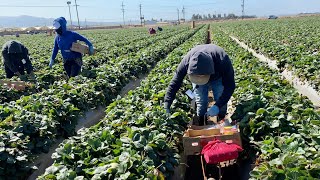 Así luce un campo de fresa en salinas California / Strawberry Harvesting 🍓