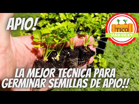 Video: Cómo Cultivar Plántulas De Apio