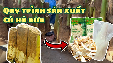 Quy trình sản xuất chế biến củ hủ dừa tại Công ty Cổ phần Thực phẩm Chí Tâm Bến Tre 0946614380