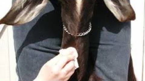 IV injection in goat|IV infusion|goat