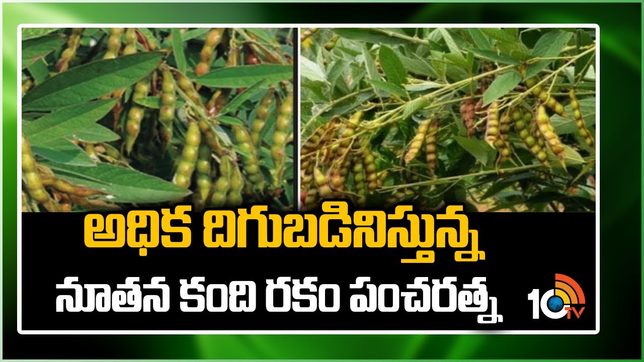 అధిక దిగుబడినిస్తున్న నూతన కంది రకం పంచరత్న| Redgram Variety Pancharatna Farming by Farmer | 10TV