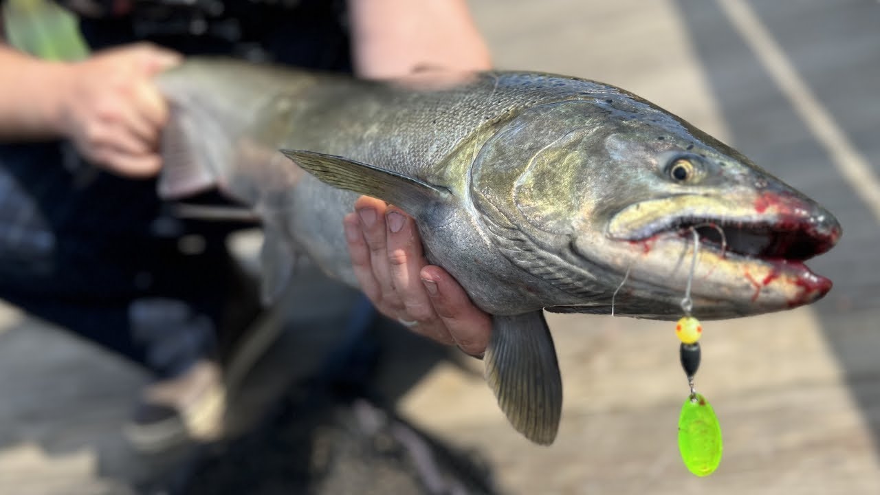 Spinner Fishing For King Salmon & Coho Salmon / Salmon Fishing With  Spinners / RMA Steelhead Slammer 