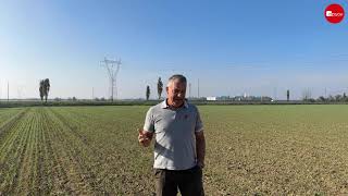 Alte Temperature? Come Comportarsi Con Il Frumento