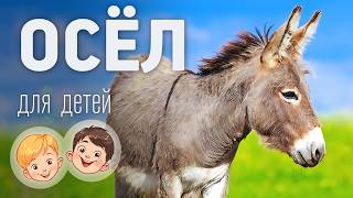 Осел. Видео про животных для детей 3+