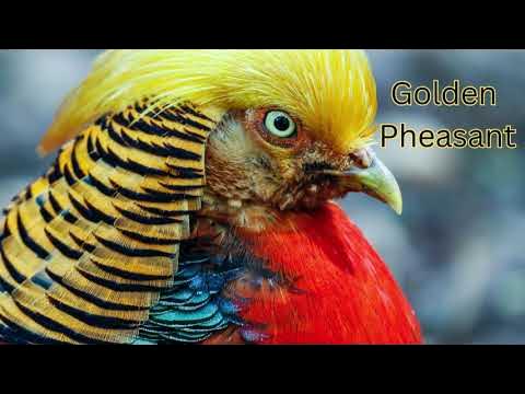 7 Things About Golden Pheasant You Need To Know, by Pets Of usa