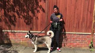 Husky Transformation | Off-Leash K9 Training London