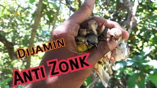Trik Ampuh Pikat Burcil Sikatan,Kolibri Manggar,Prenjak Dll