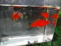 Quality Red wag Swordtails!