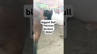 Multan Cow Mandi(New updates Biggest Bull In Pakistan cattle Mandi) #love #music #best #viral #cow