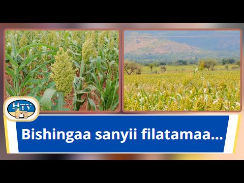 Sanyii Bishingaa Malkaam Jedhamu Aanaa Soofii Araddaa Qileetti Oomishaaf Ga Aa Jiru