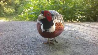 Play video: Pheasant & robin @ Middleton Lakes. June 2015