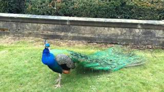 Newstead Abbey....Beautiful Peacock !!!