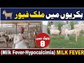 Huzaifa Ahmed Ch Goat Farm 🐐Bakriyon Mein Milk Fever(Milk Fever-Hypocalcemia)