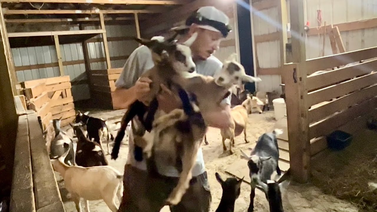 Catching 23 Baby Goats 🐐Night Routine! | Nigerian Dwarf Goats Out On ...