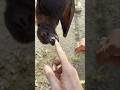 What Happens If You Get Bitten By A Vampire Bat Shorts Animals