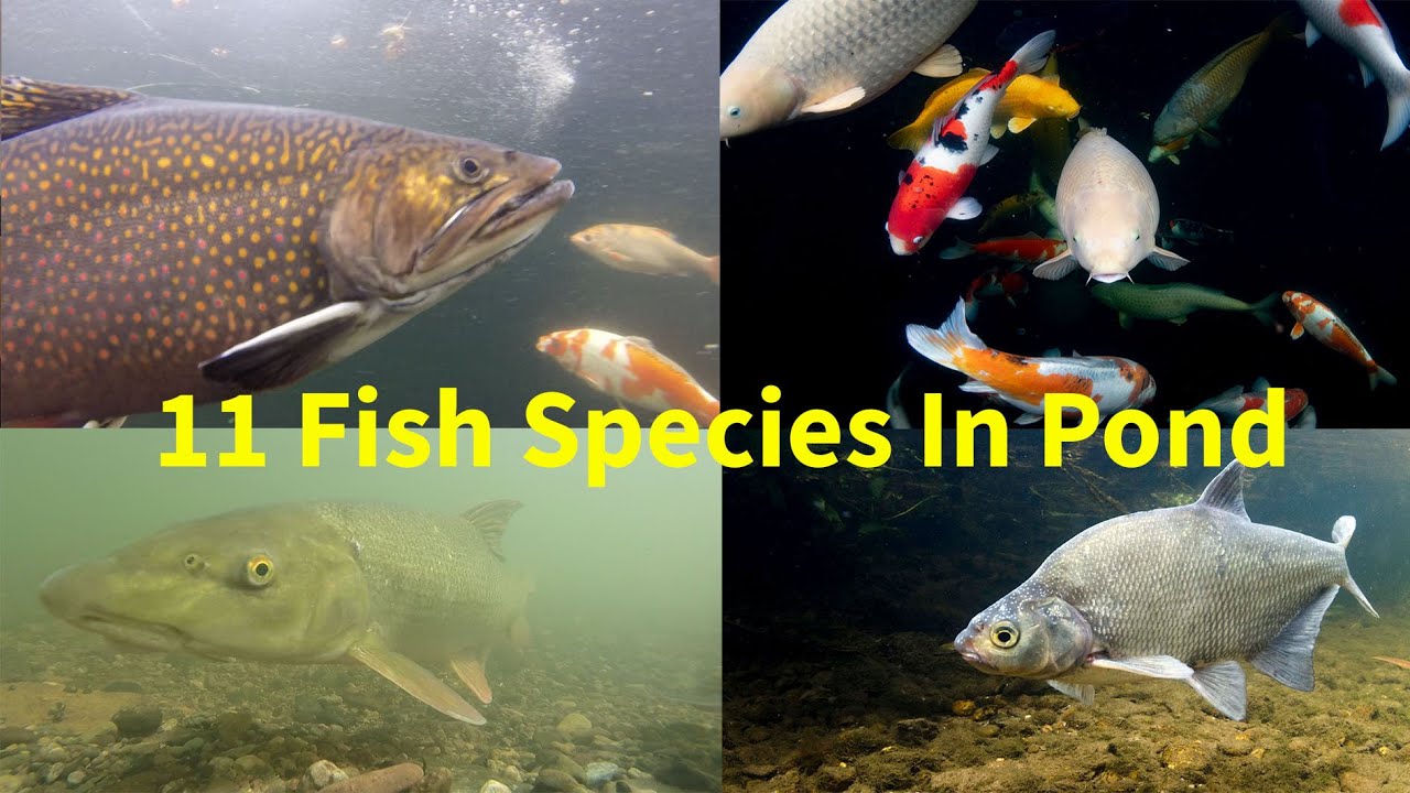11 kinds of fish in Garden pond (Brook Trout, Barbel & Sturgeon) YouTube