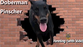 Doberman Pinscher running (with kids) by Mom2Matt Plus3 1,184 views 4 years ago 2 minutes, 45 seconds