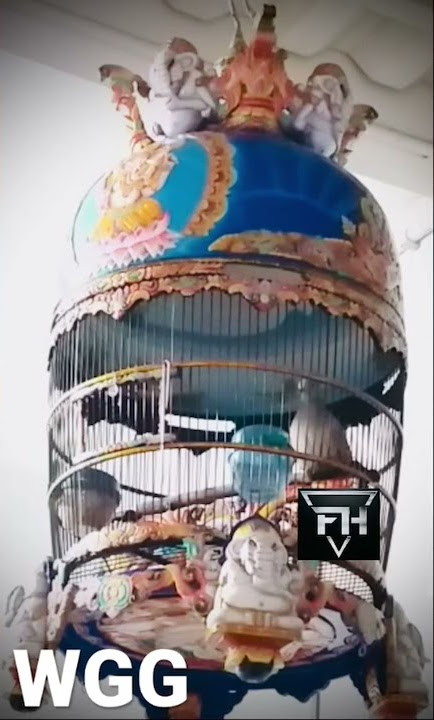 Perkutut Klangenan Irama WGG (Widaksana Gosta Gasti)