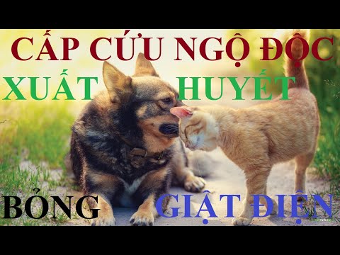 Video: Truyền Máu Cho Chó Cứu Sống Mèo