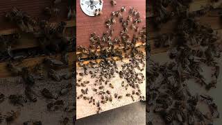 Busy Bee’s 🐝