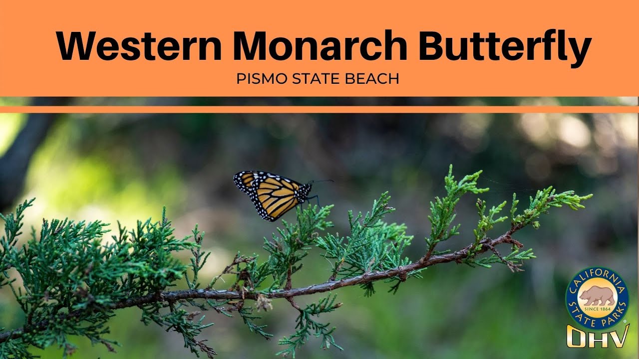 Western Monarch  Butterfly Series Intro