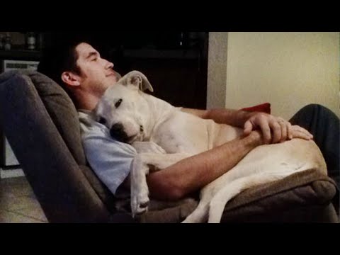 Time spent with Dog is never wasted -  Cute Dogs and Owners Moments