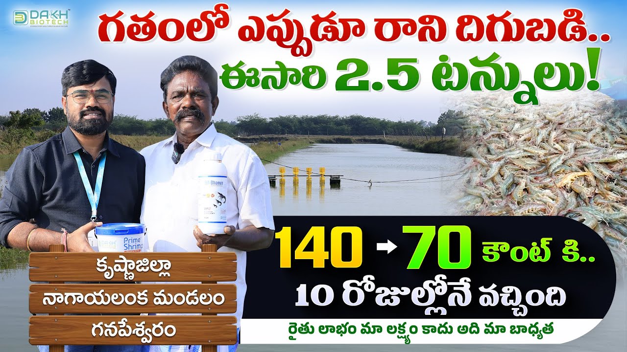 గతంలో ఎప్పుడూ రాని దిగుబడి.. ఈసారి 2.5 టన్నులు!  140 → 70 కౌంట్ కి.. Shrimp Farming | Aquaculture