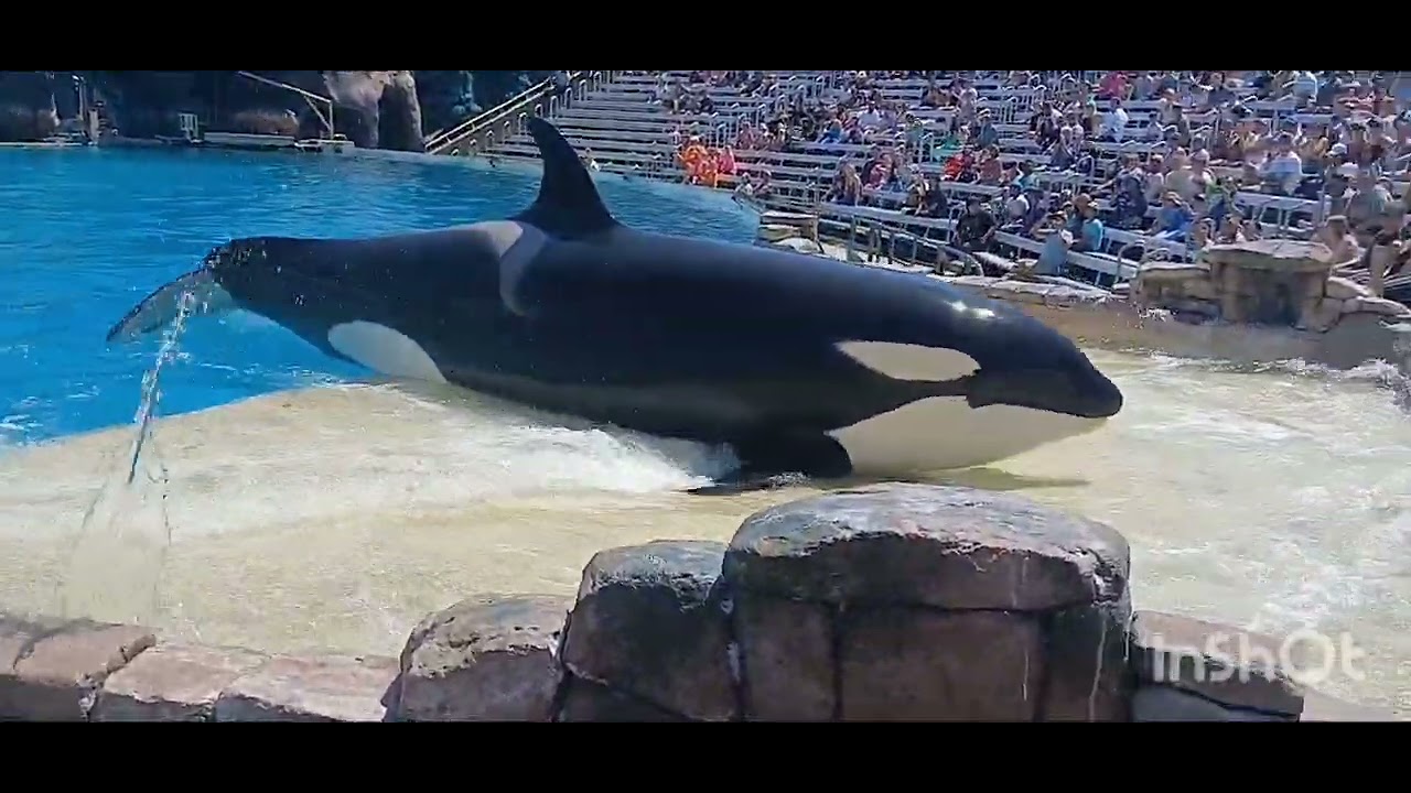 Orca, Killer Whales - YouTube