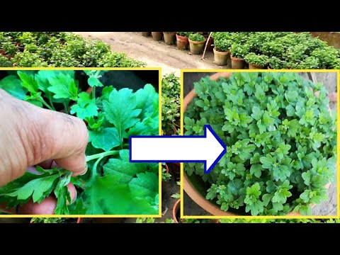 Pinching Of Chrysanthemum / How To Pinch Chrysanthemum / Pruning Of Chrysanthemum