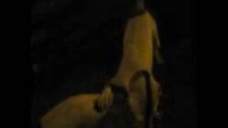 Hitler Vs Rokie Bosaleo