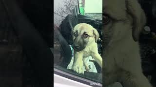 Evdeyiz Isteyen Olur Mu Bu Garibi