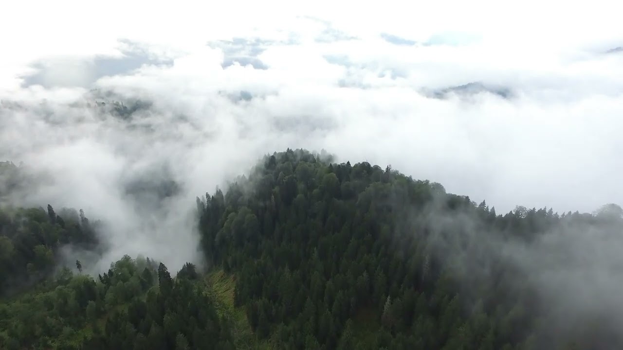 Unforgettable Aerial View of Foggy, Moist, and Majestic Natural Forest
