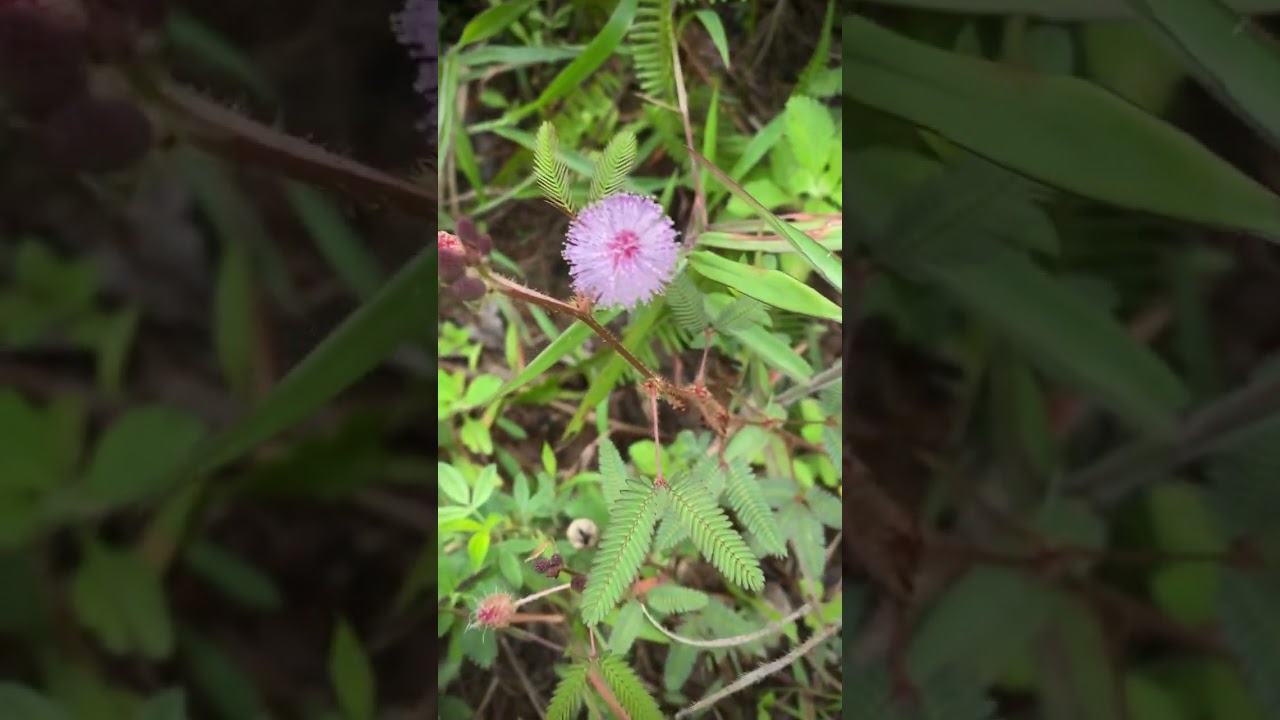 MIMOSA PUDICA 🍃 