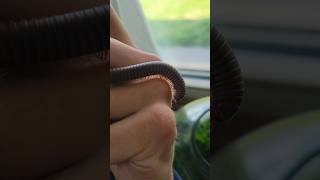 The Terrarium Millipede Is ALIVE!