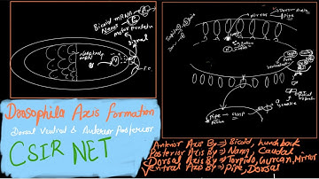 Axis formation in drosophila | Dorsal ventral and anterior posterior, embryonic polarity Drosophila
