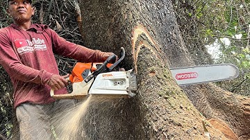 hard work... Cutting down trembesi trees near bamboo, Stihl ms 881.