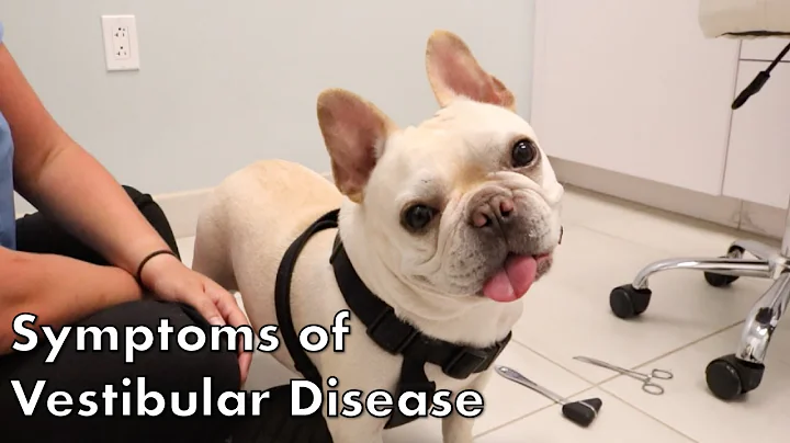 Signs of Vestibular Disease in Dogs