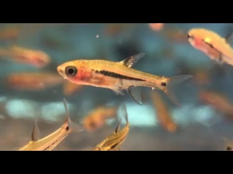 Cá trâm – dòng cá theo đàn nhỏ nhắn xinh xắn