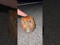 Hear me out… #animals#wildlife#nature#crazy#shorts#educational#python#florida#crocodile#crazy#cute