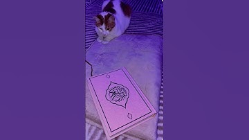 #egzonibrahimi #surahkawthar #سورة_الكوثر #quran #cat #quranquotes #cute #suraan #religiousquotes