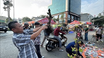 200K CÂY SANH BONSAI GIÀ ĐANH - KHÔNG THỂ RẺ HƠN, BONSAI GIÁ RẺ CHỢ VẠN PHÚC