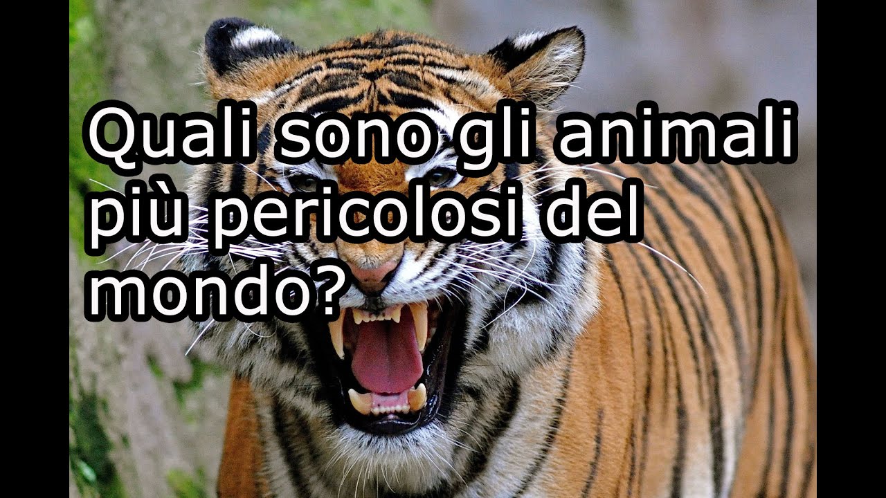 QUALI SONO GLI ANIMALI PIÙ PERICOLOSI DEL MONDO?Curiosità in 1 minuto YouTube QUALI SONO GLI ANIMALI PIÙ PERICOLOSI DEL MONDO?Curiosità in 1 minuto YouTube