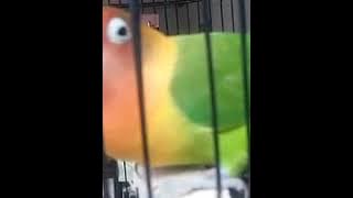 Masteran Lovebird durasi 1 menit