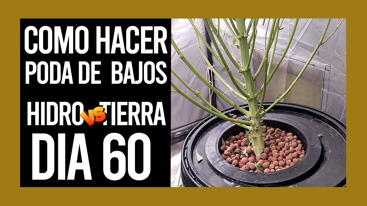 COMO HACER PODA DE BAJOS | Z-KIEM HIDRO VS TIERRA DIA 60 | VIPARSPECTRA XS 2000