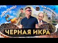 ГДЕ ДЕЛАЮТ НАСТОЯЩУЮ ЧЕРНУЮ ИКРУ| ЛЕГАЛЬНО | ЕДЕМ В АСТРАХАНЬ | РАЗБОРКА