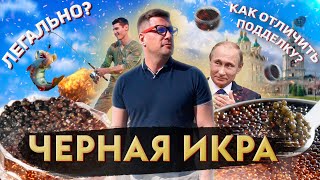 ГДЕ ДЕЛАЮТ НАСТОЯЩУЮ ЧЕРНУЮ ИКРУ| ЛЕГАЛЬНО | ЕДЕМ В АСТРАХАНЬ | РАЗБОРКА