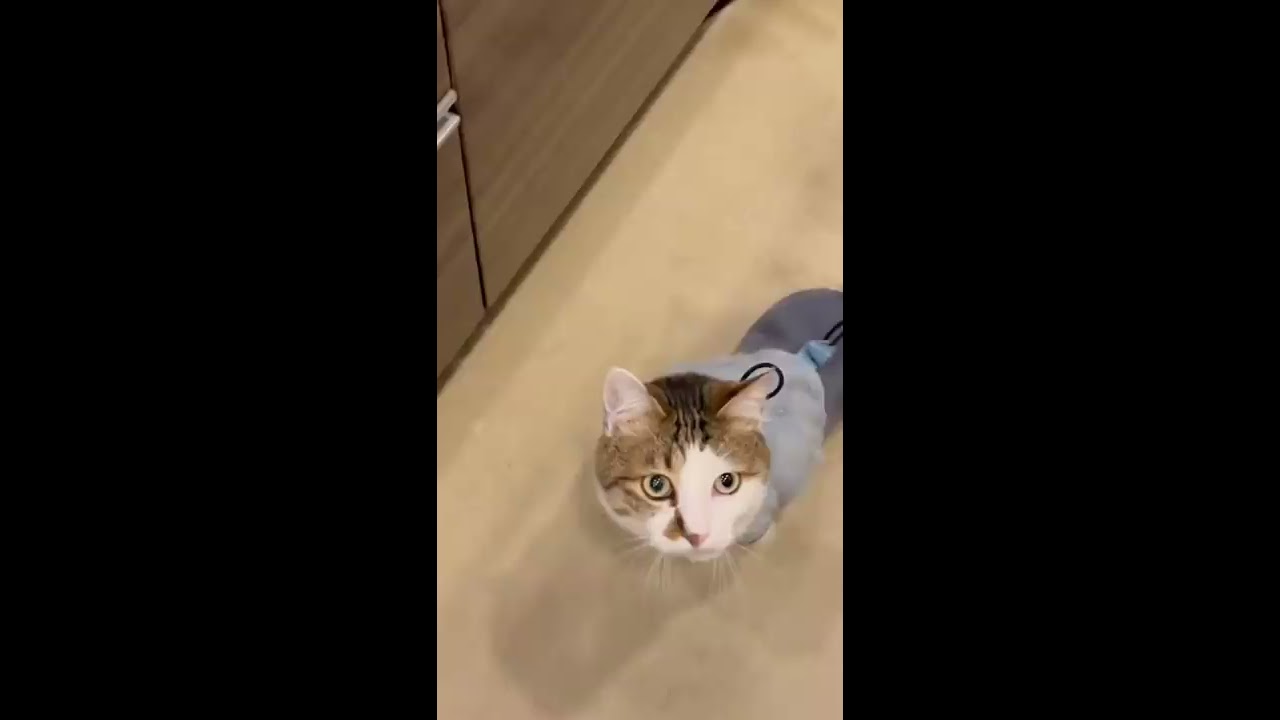 猫になりたい♡様。専用です✖️2 猫になりたい - YouTube