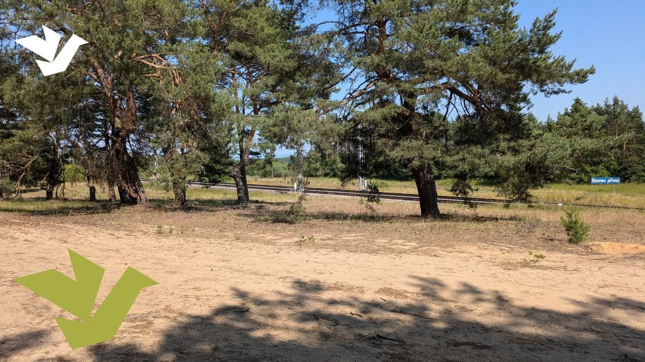 Moravian Sahara: Discover the Desert Forest of Váté písky near Bzenec, Czech Republic